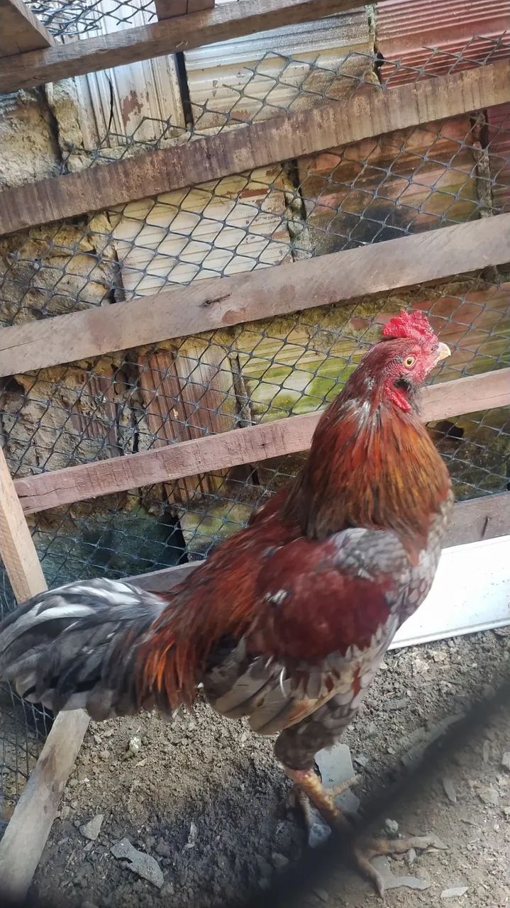 Vendo Galo de raça  - Foto 2