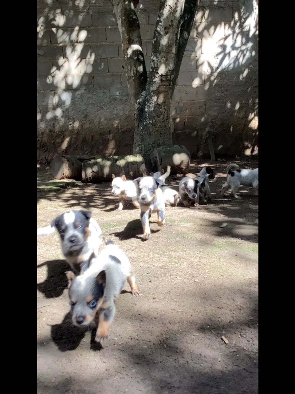Blue heeler  - Foto 4