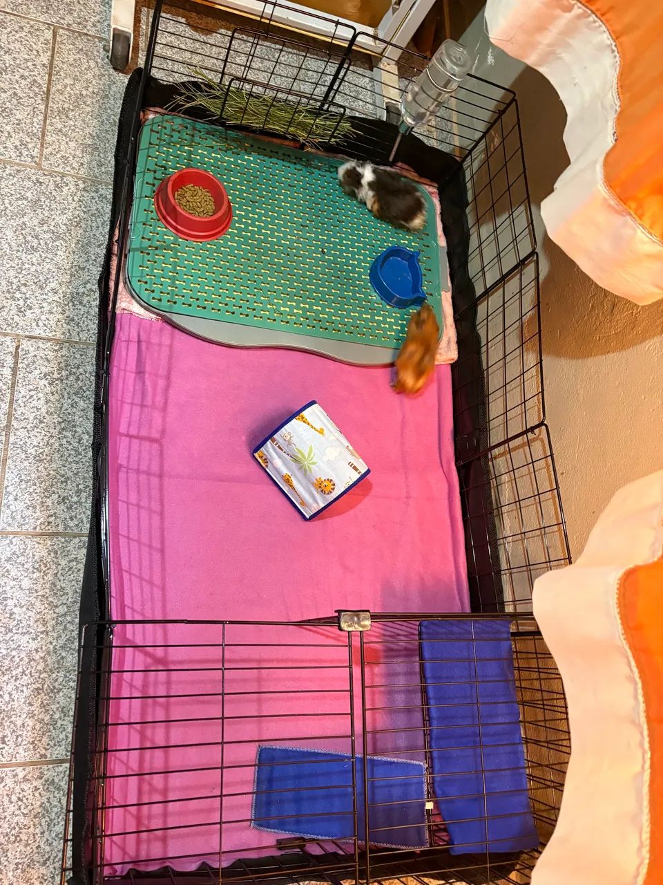 2 Porquinhas da Índia com Cercado  - Foto 3