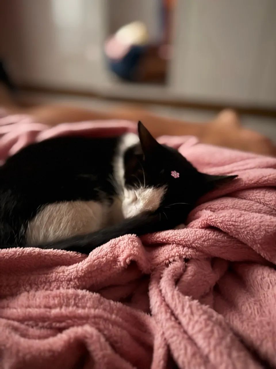 Gatos - Foto 2
