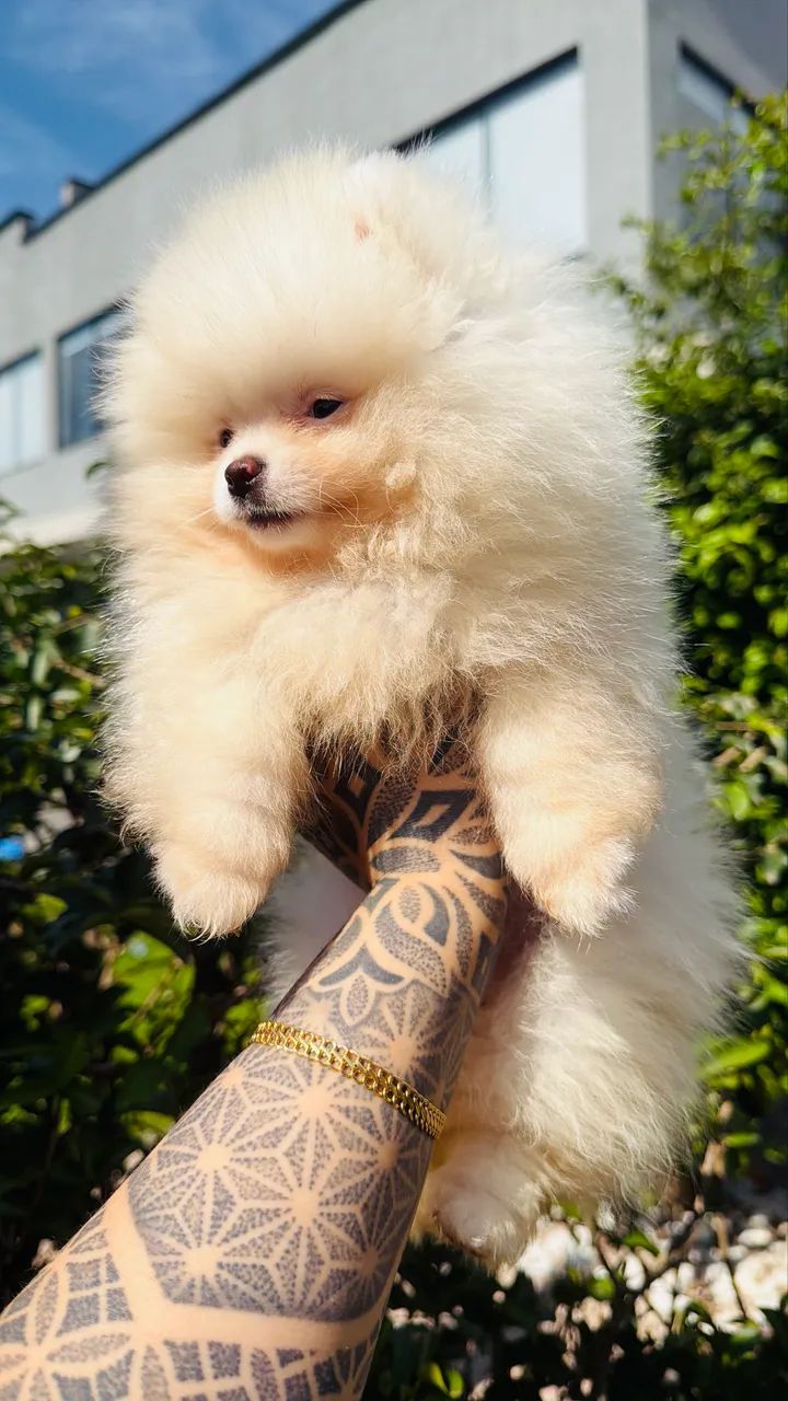Lulu da pomerânia - Foto 4