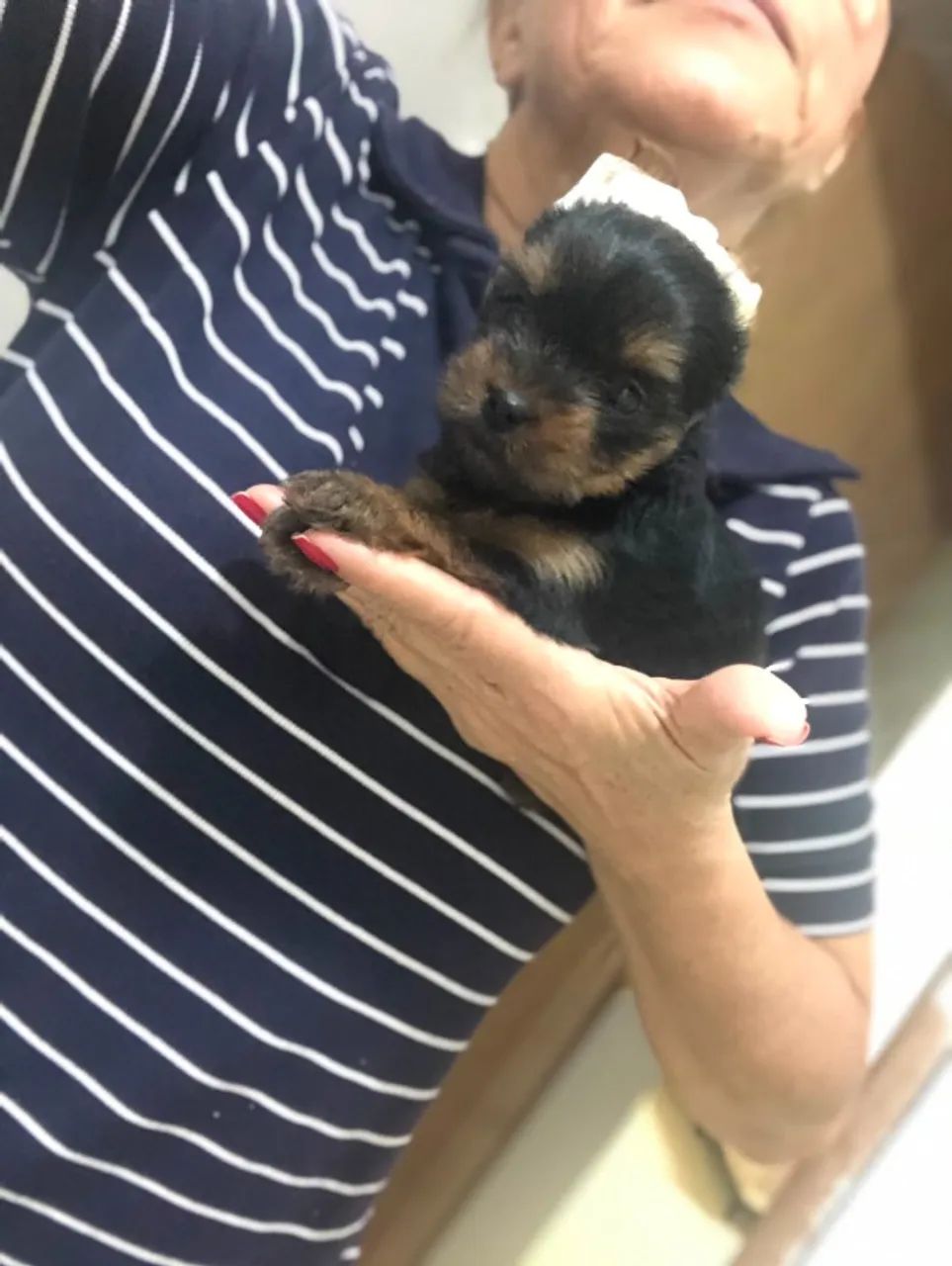 cachorros