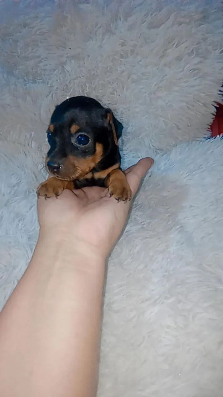Pinscher zerinho  (  fêmea) - Foto 4