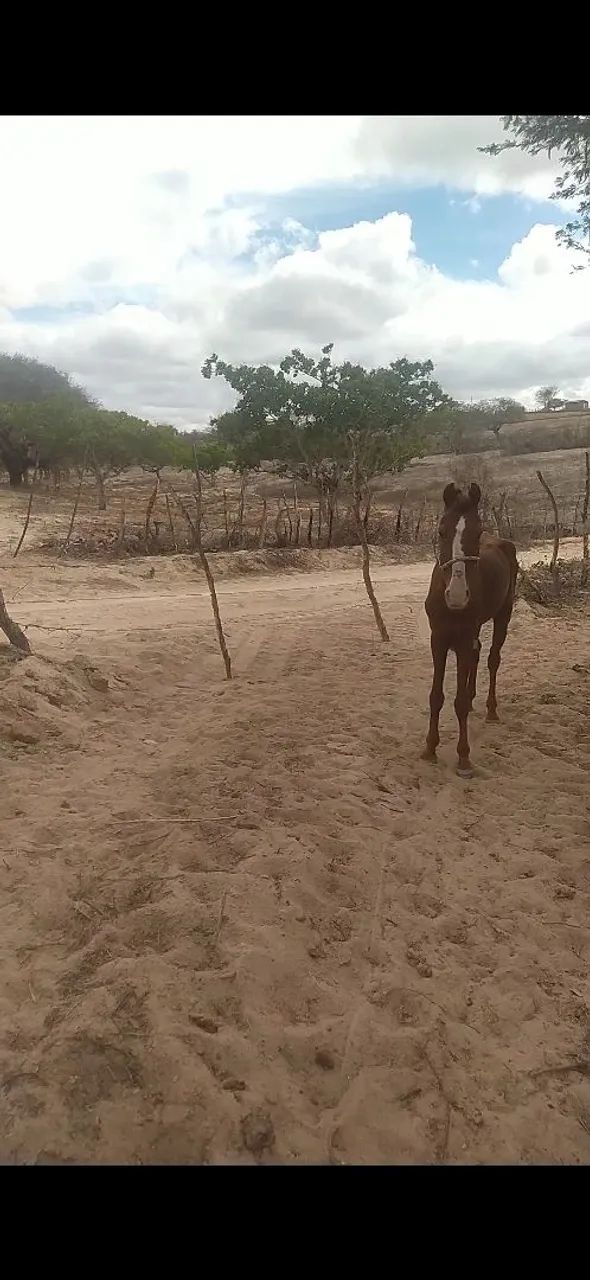 Cavalo mando de carroça cultivador e de sela  - Foto 3