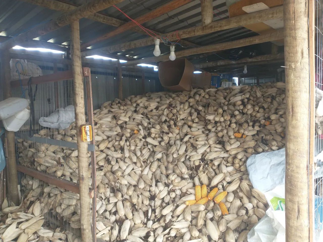 VENDO MILHO DEBULHADO E ENSACADO  - Foto 2