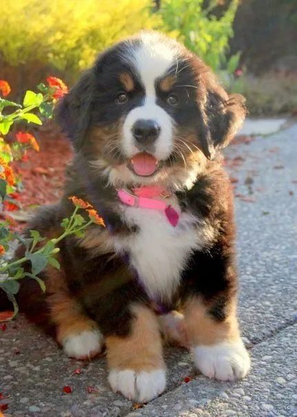 Bernese Mountain Dog 