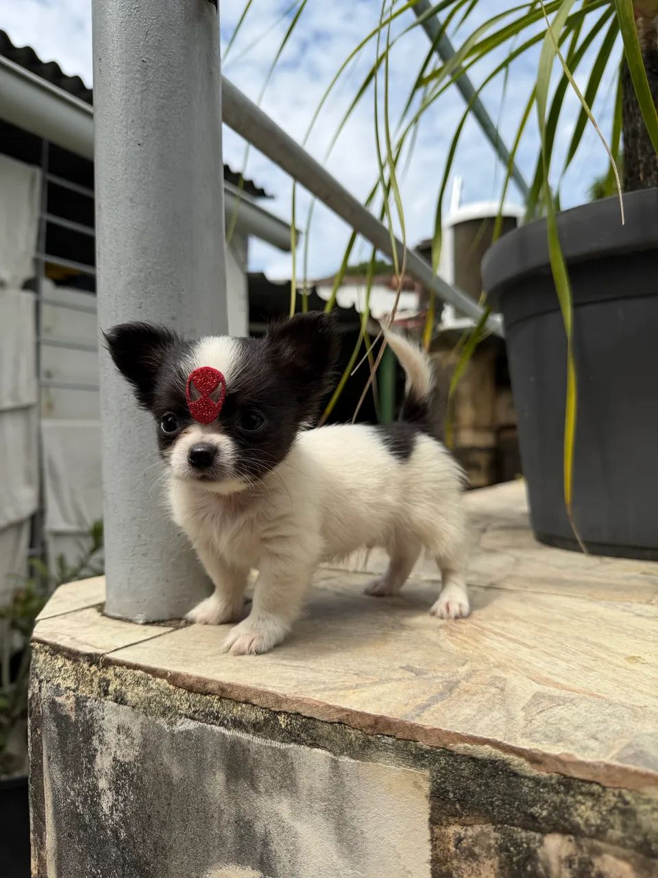 Chihuahuas