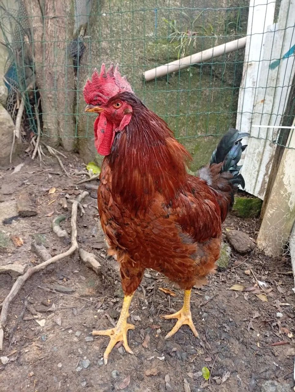 Vendo 1  frango GSB  puro - Foto 2