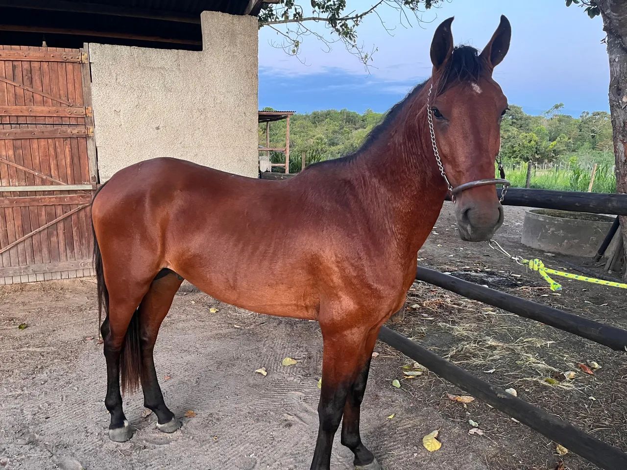 CAVALO MARCHA BATIDA - Foto 4