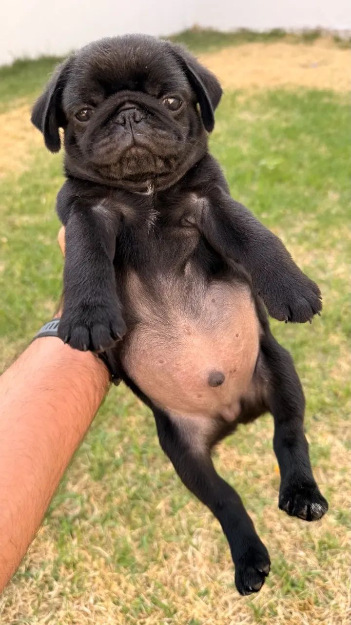 Filhote de Pug  - Foto 3