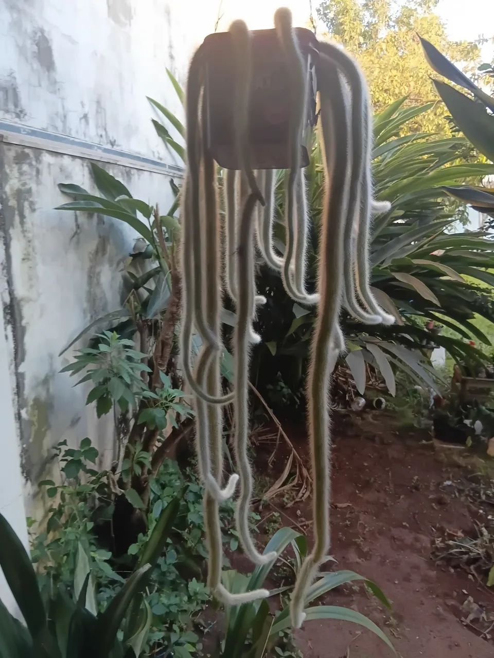 Rabo de macaco - Foto 2