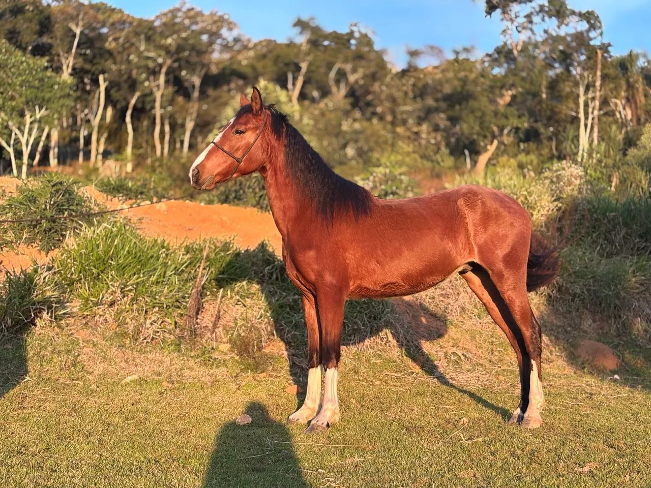 Cavalo MM Registrado 3 anos  - Foto 2