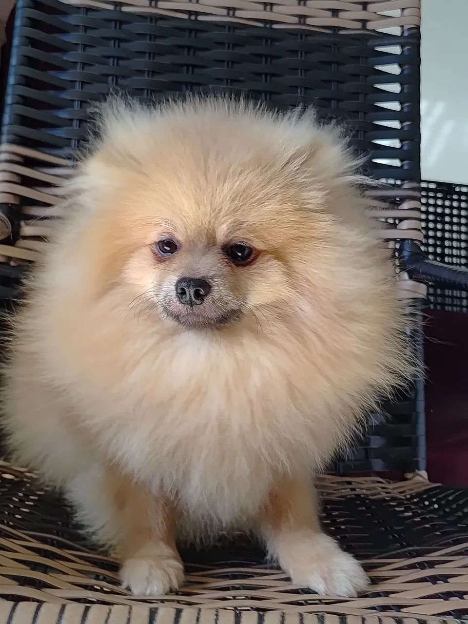 Spitz alemao  - Foto 2