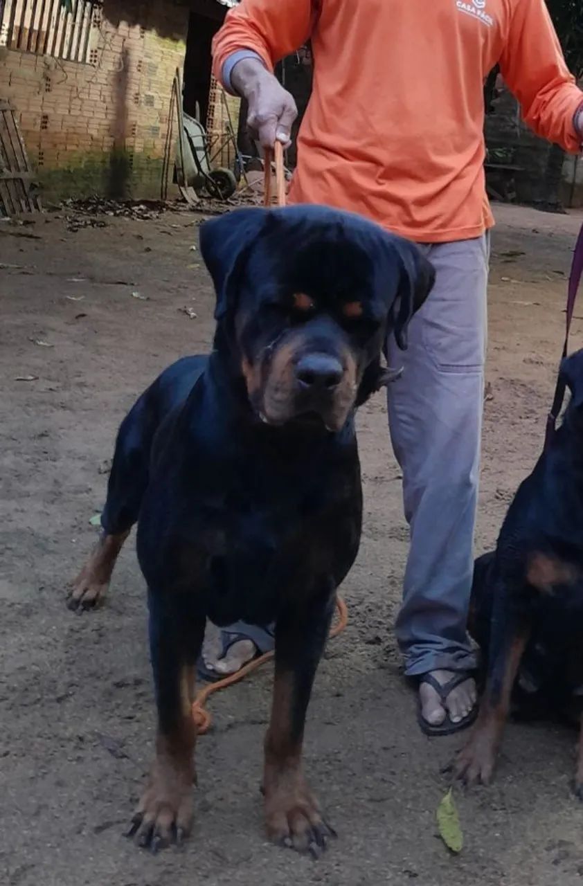 Rottweiler  - Foto 4
