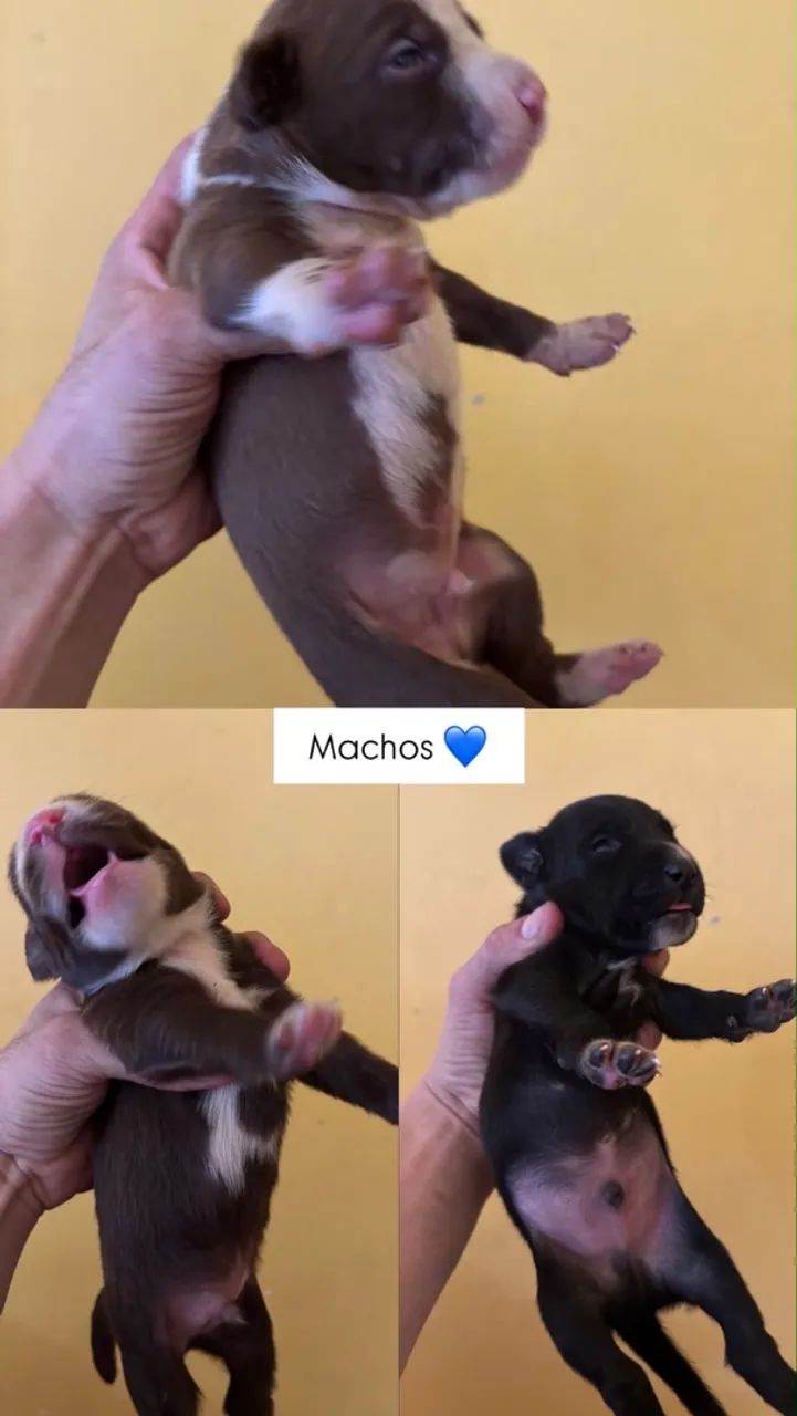 Adoção  - Foto 2