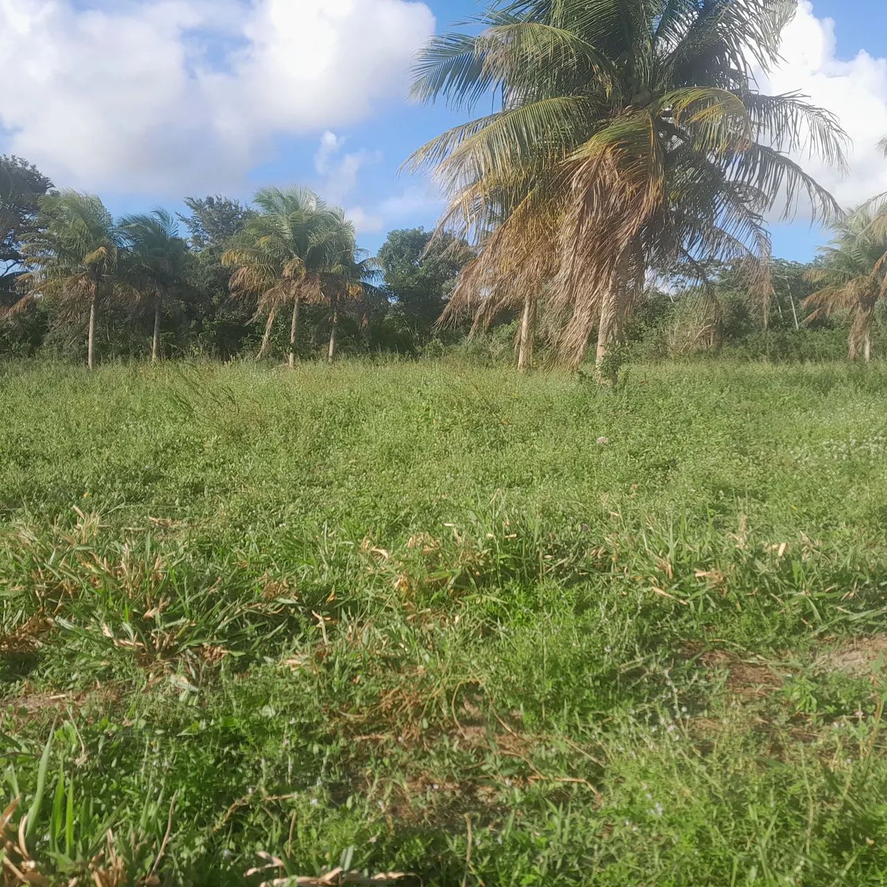 terreno para construção de casa no campo - Foto 3