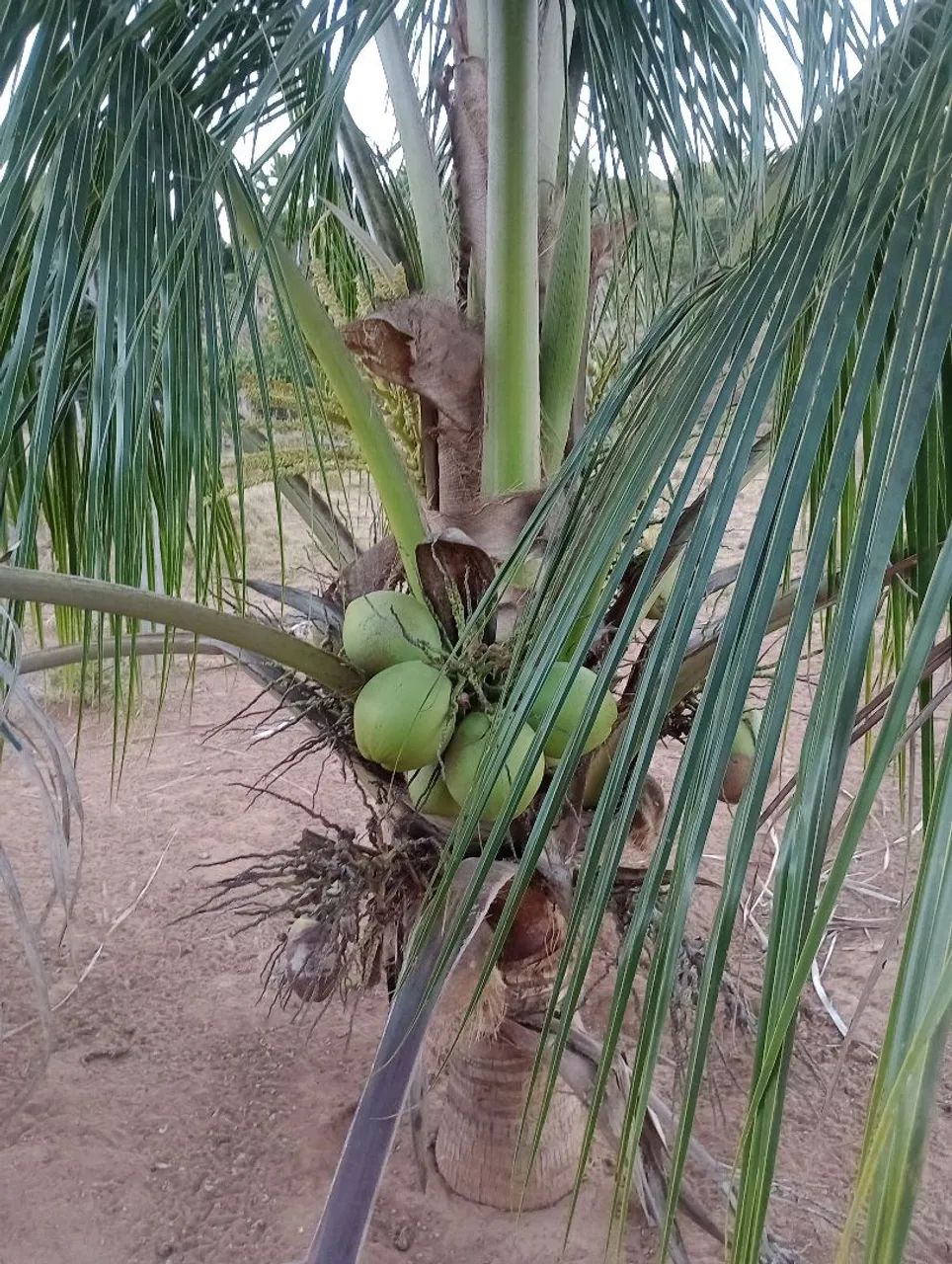 Chácara a venda - Foto 3