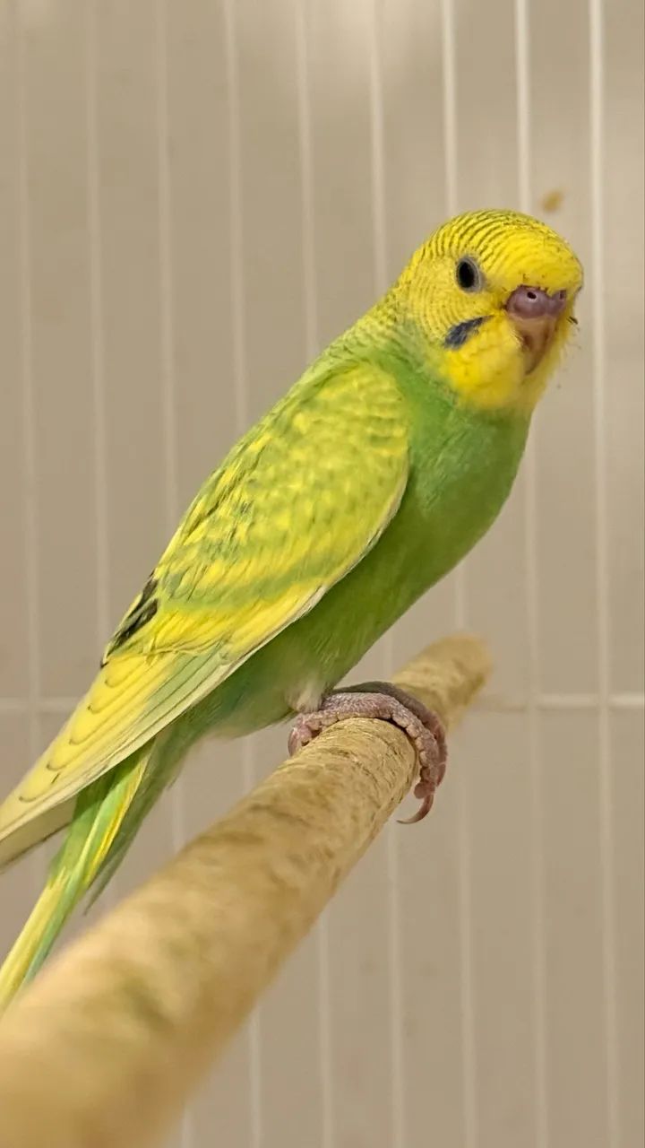 Australianos  - Foto 2