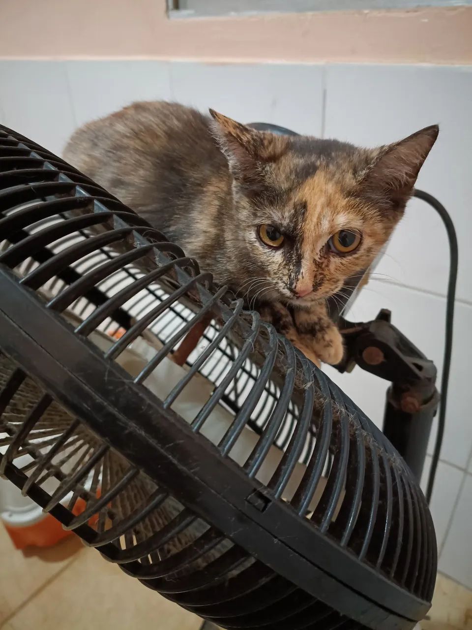 Gata - Foto 2
