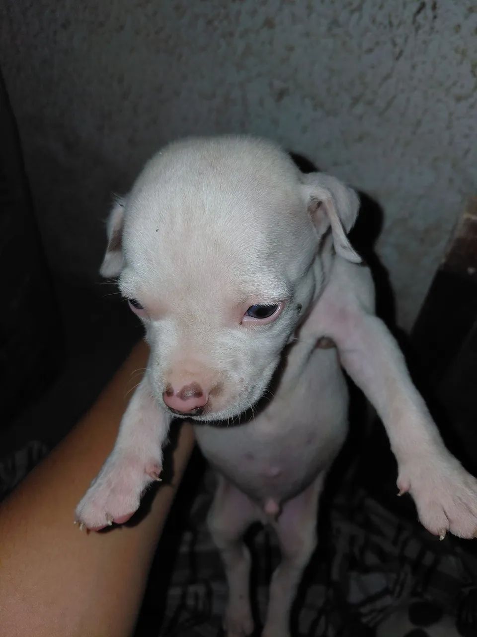 Filhote pit bull 
