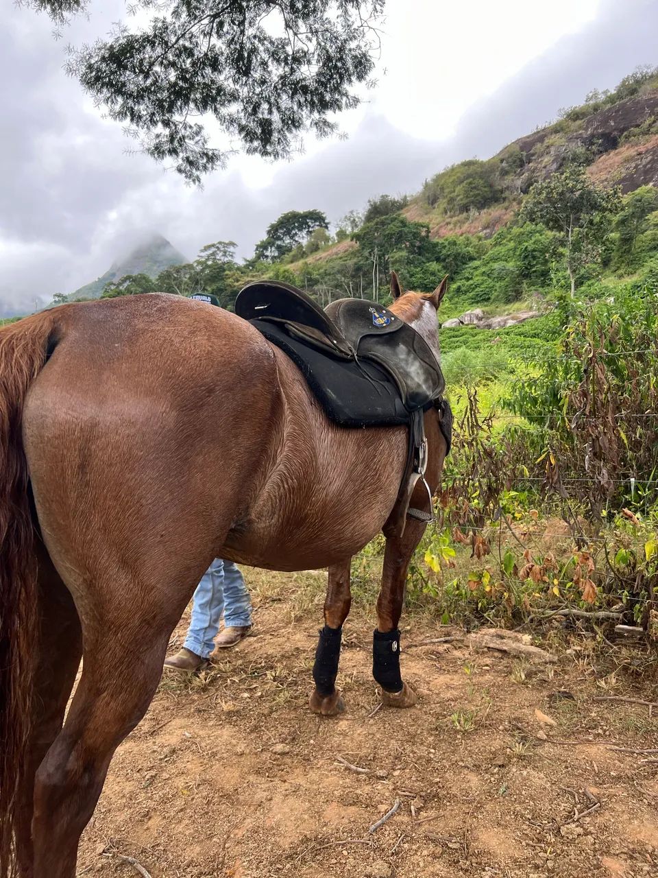 Égua Quarto de Milha - Foto 3