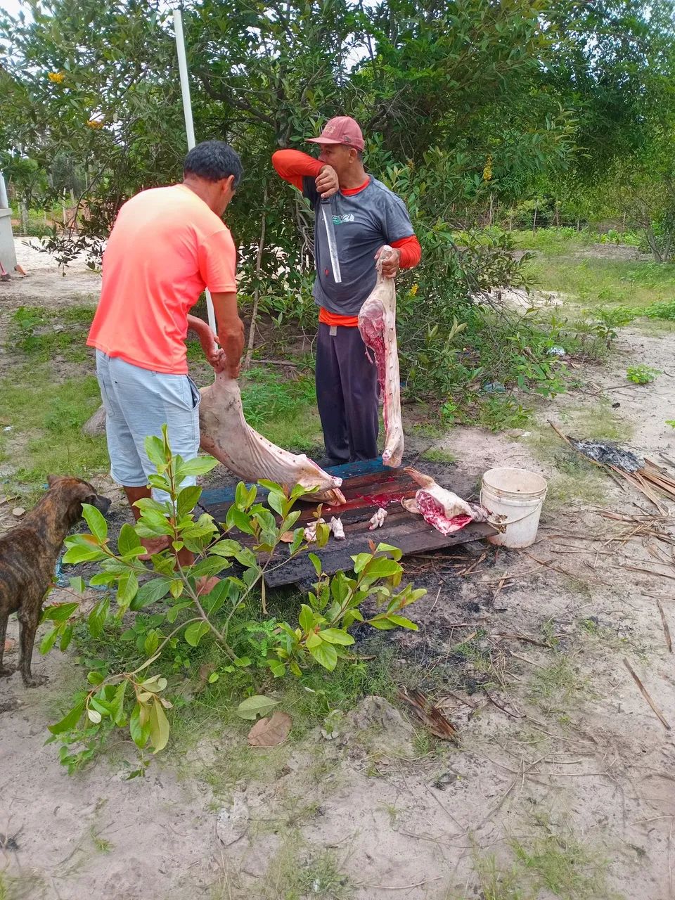 Terreno fazenda  - Foto 10