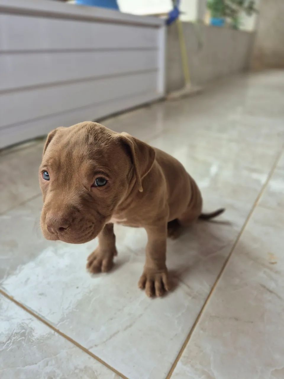 Filhote pitbull - Foto 4