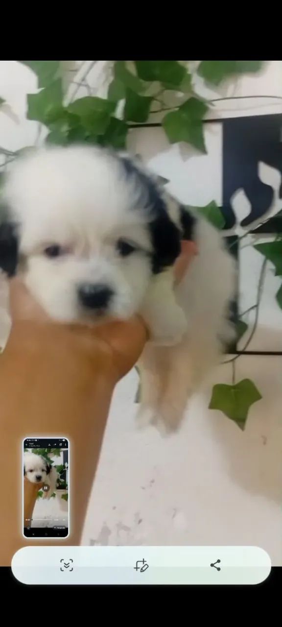 Pet amor ? 