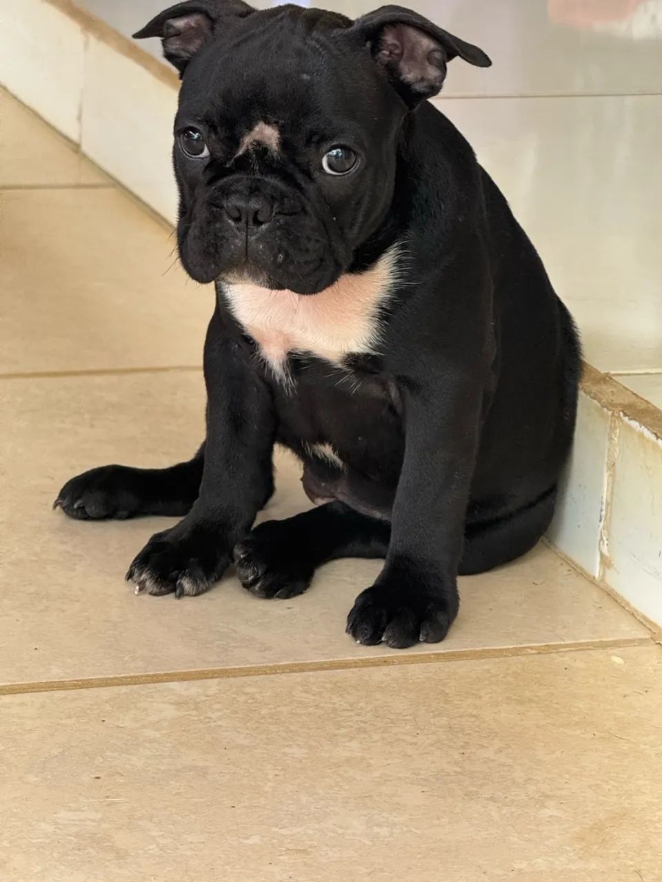 BULDOGUE FRANCÊS  - Foto 2