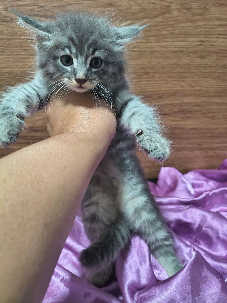 Filhote de Maine Coon Gato Gigante  - Foto 4