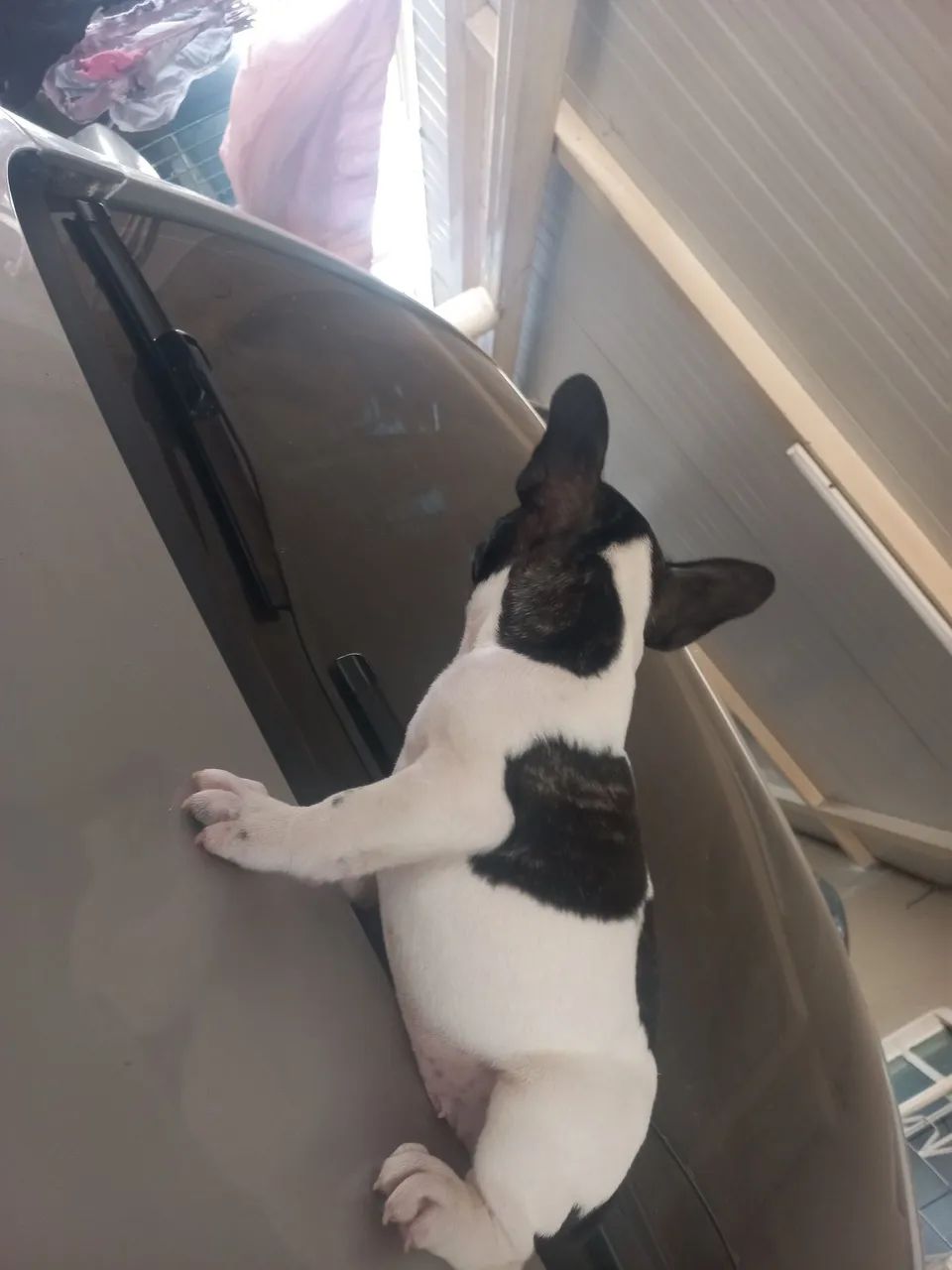 Macho bulldog francês a disponível - Foto 4