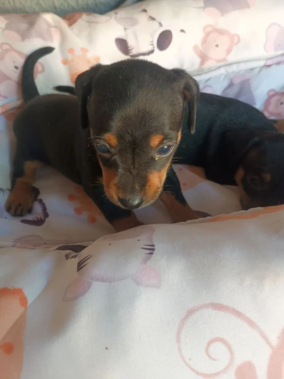 Pinscher  - Foto 4