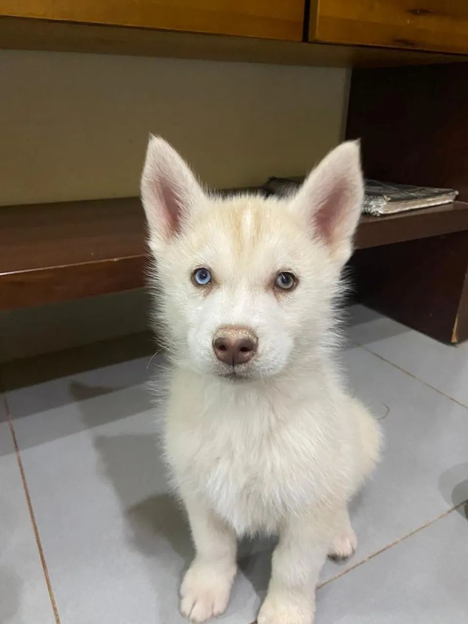  filhote de husky siberiano 600$ - Foto 4