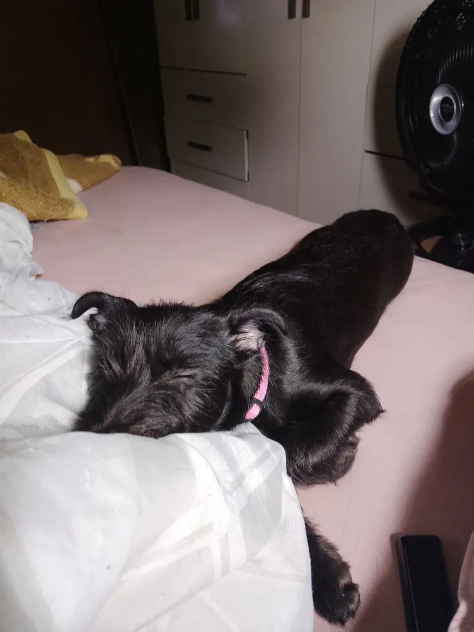 Schanuzer para doação - Foto 4