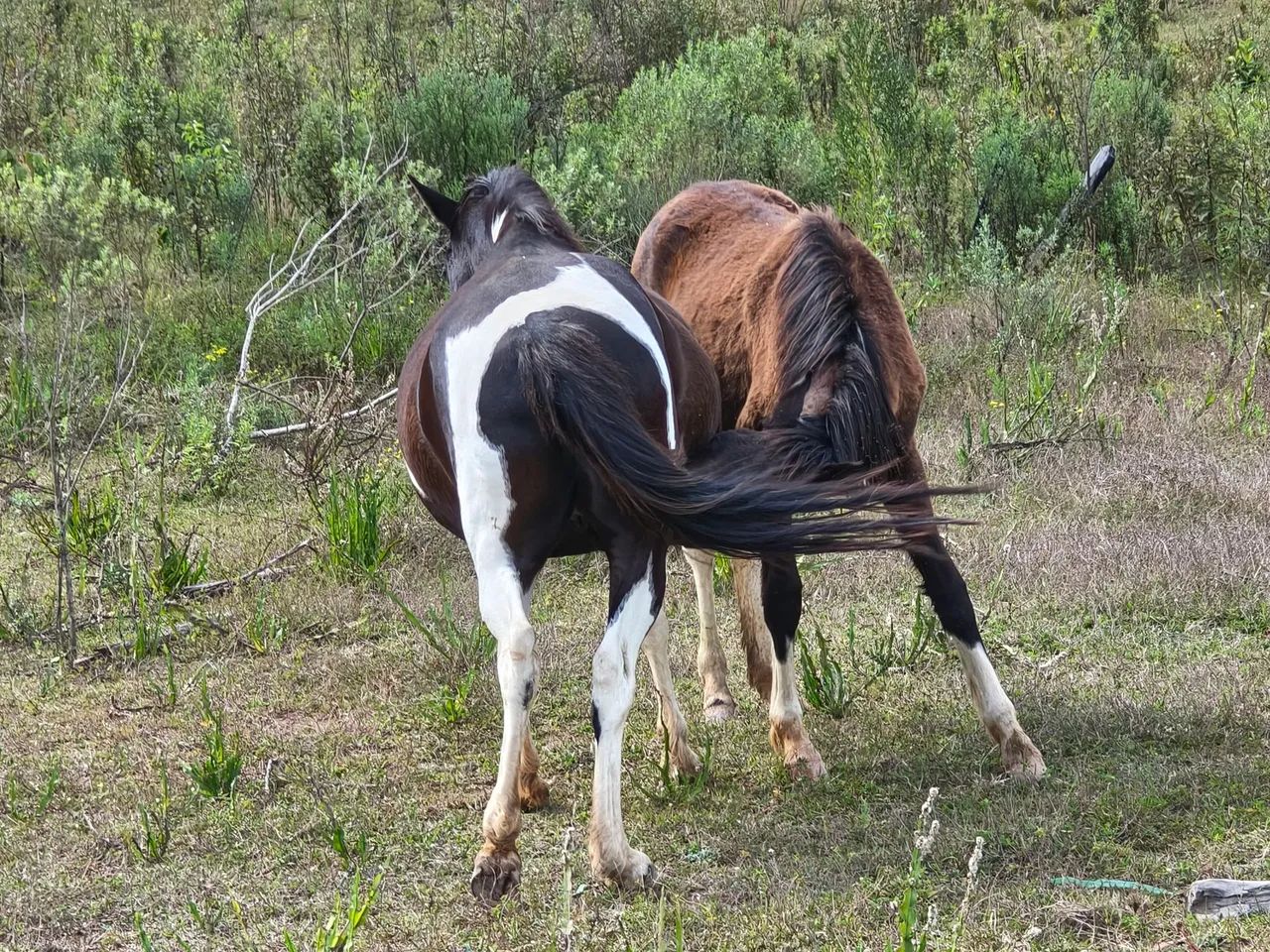 Cavalos  - Foto 5