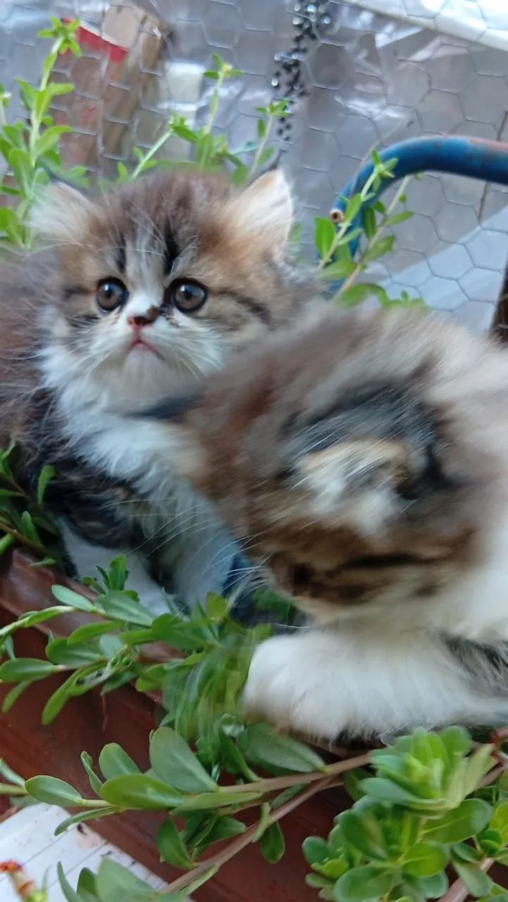 Filhotes gato persa disponível entrega  - Foto 3