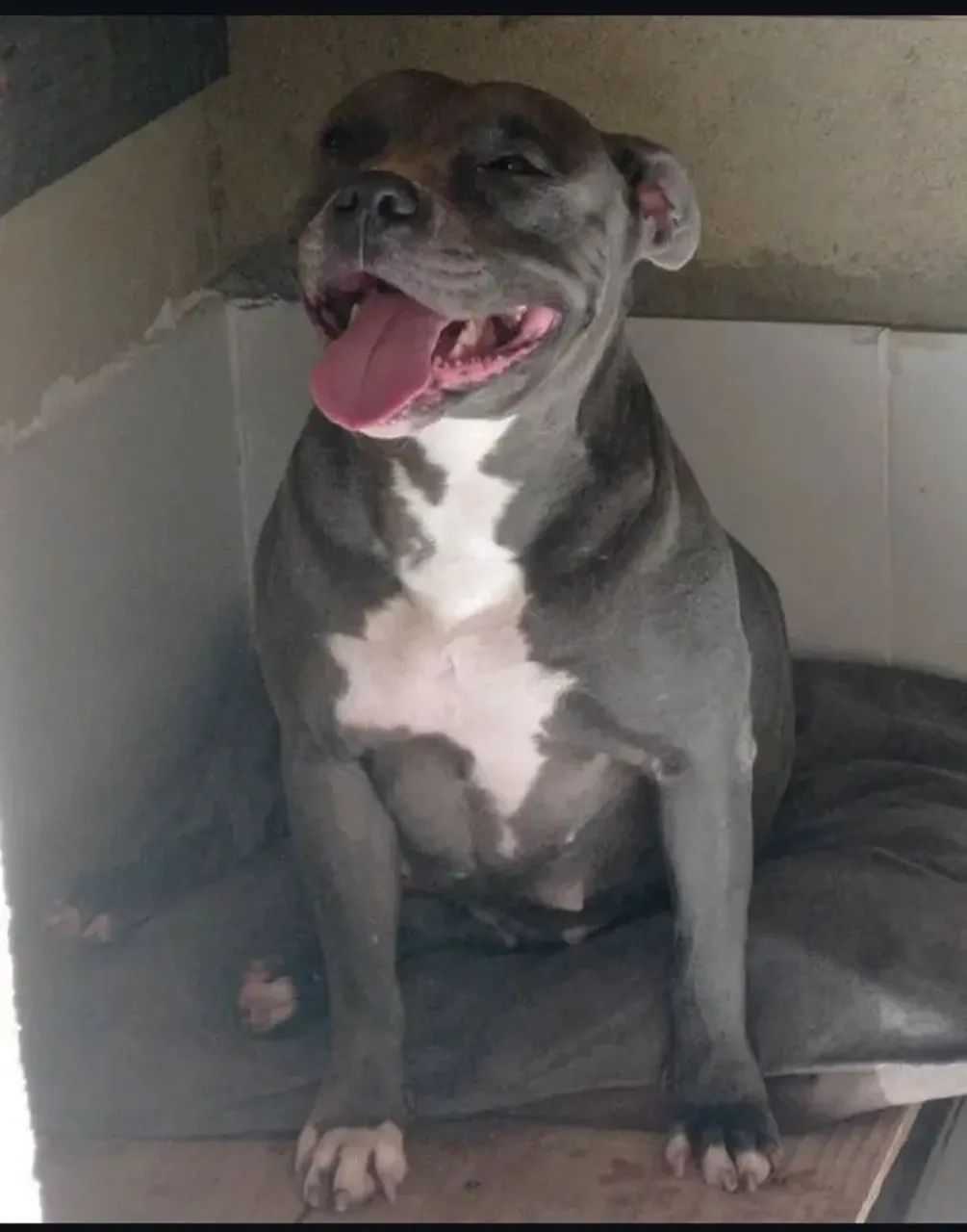Doação, American Bully