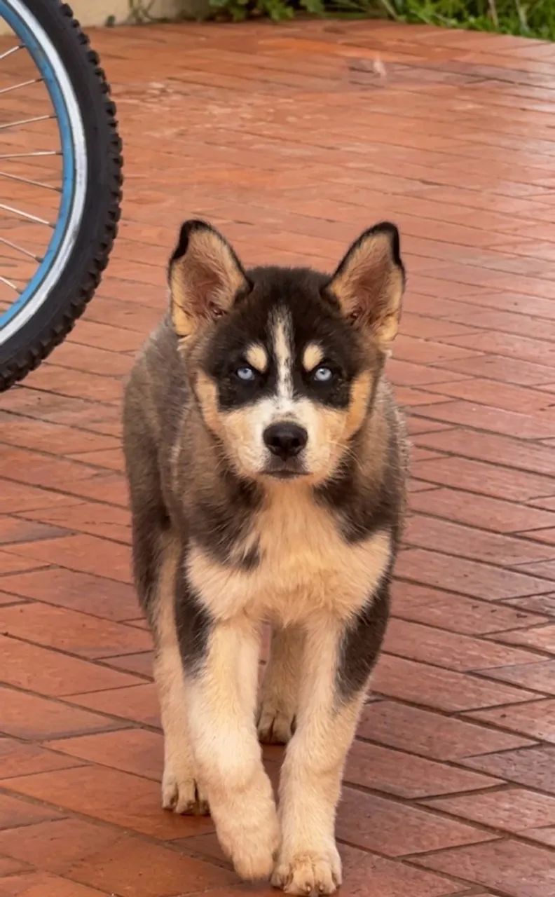 Husky Siberiano Macho  - Foto 2