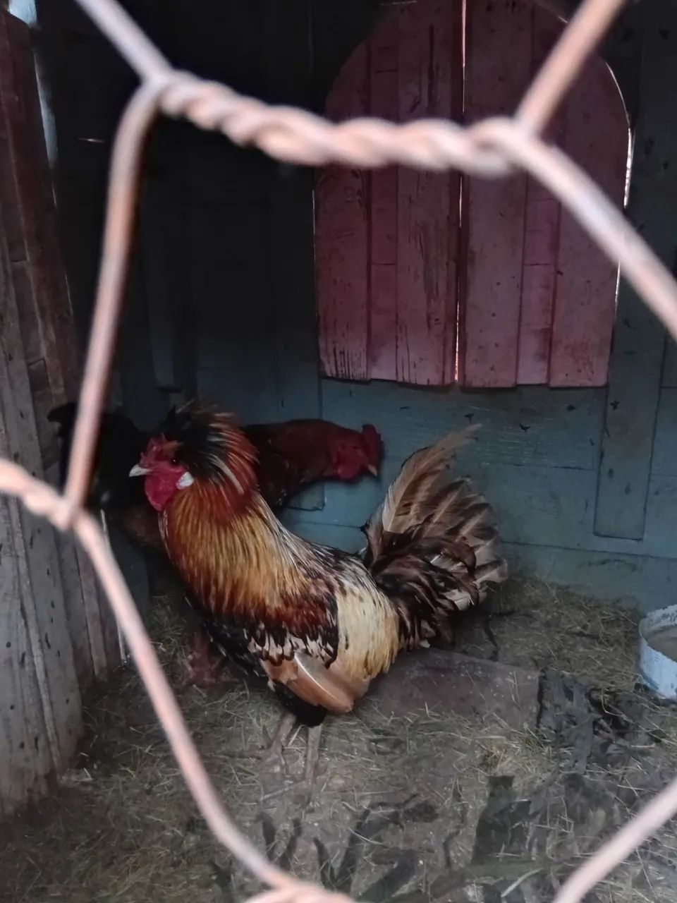Outros animais  - Foto 3