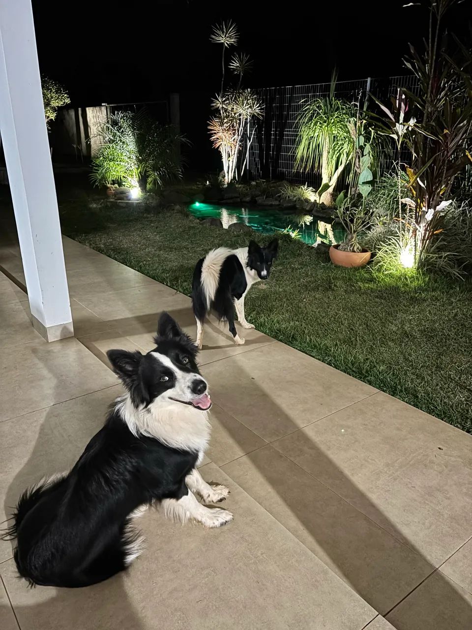 BORDER COLLIE MACHO PARA CRUZAR  - Foto 5