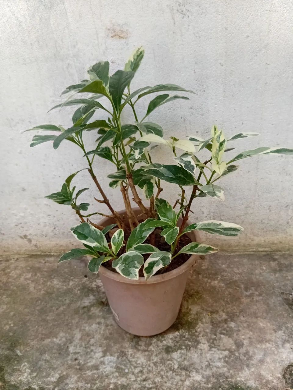 Vendo - Foto 2