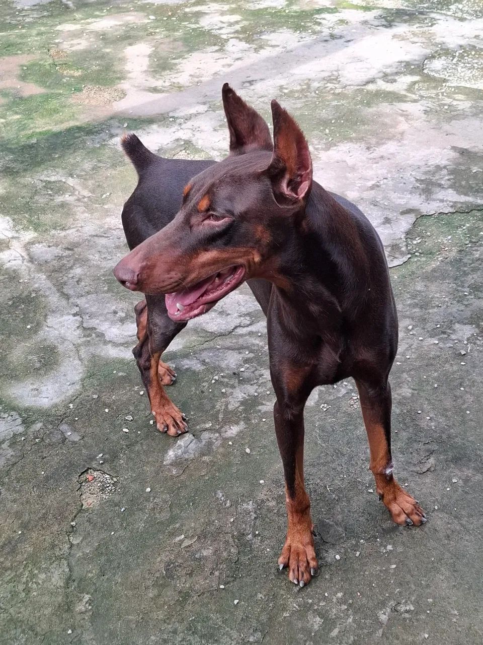 FILHOTE DE DOBERMAN EUROPEU<br>