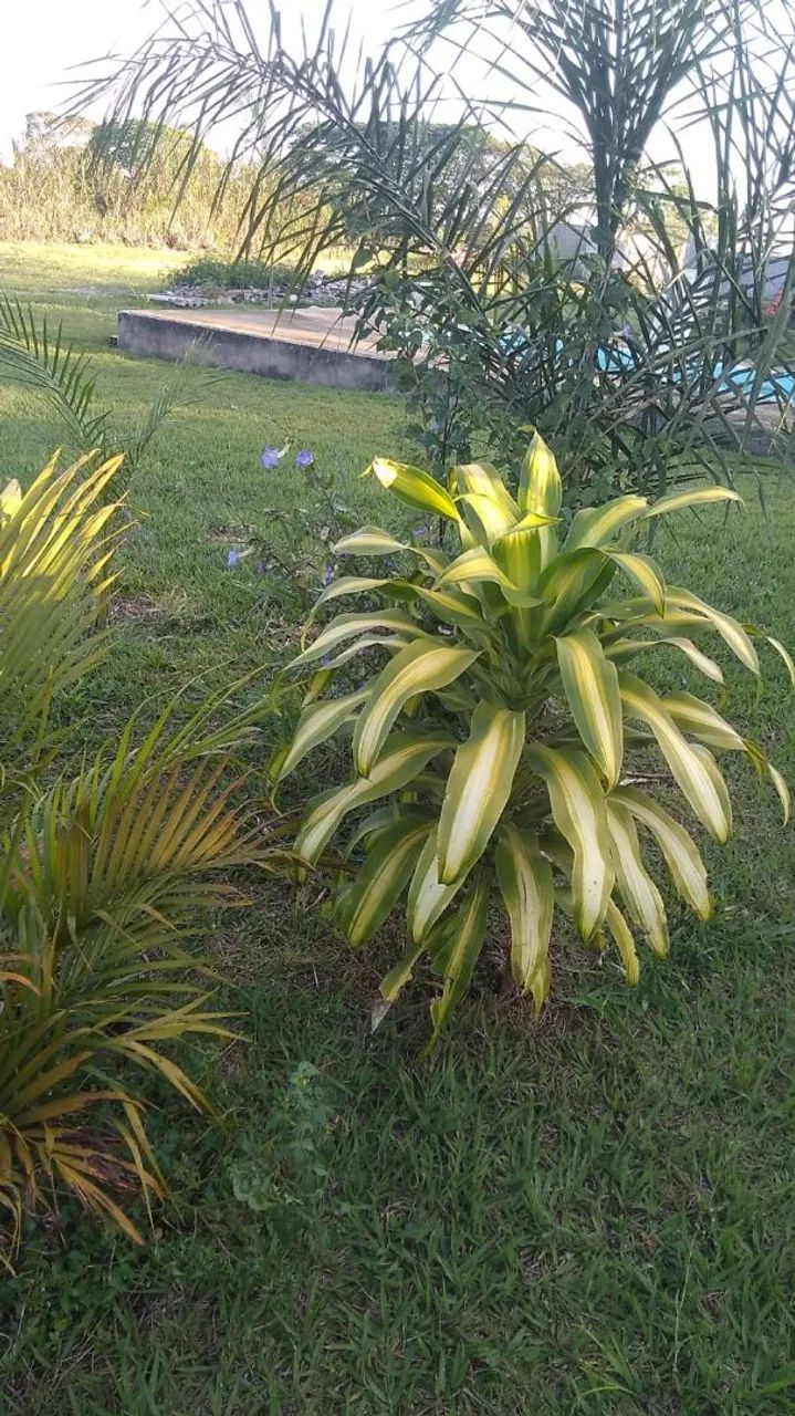 Chacara a venda  - Foto 4