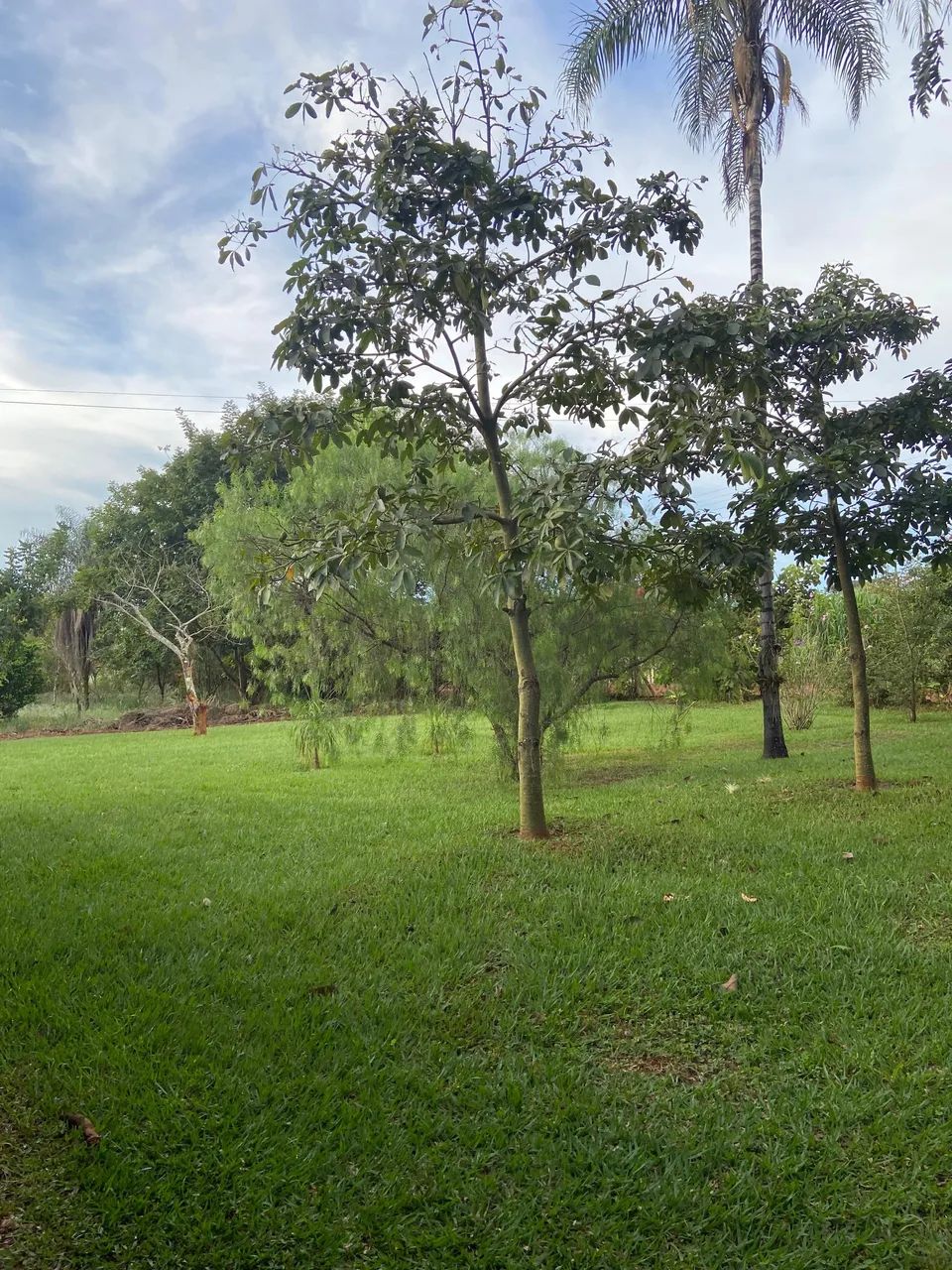 Foto - Brasília - Setor Leste (Gama)