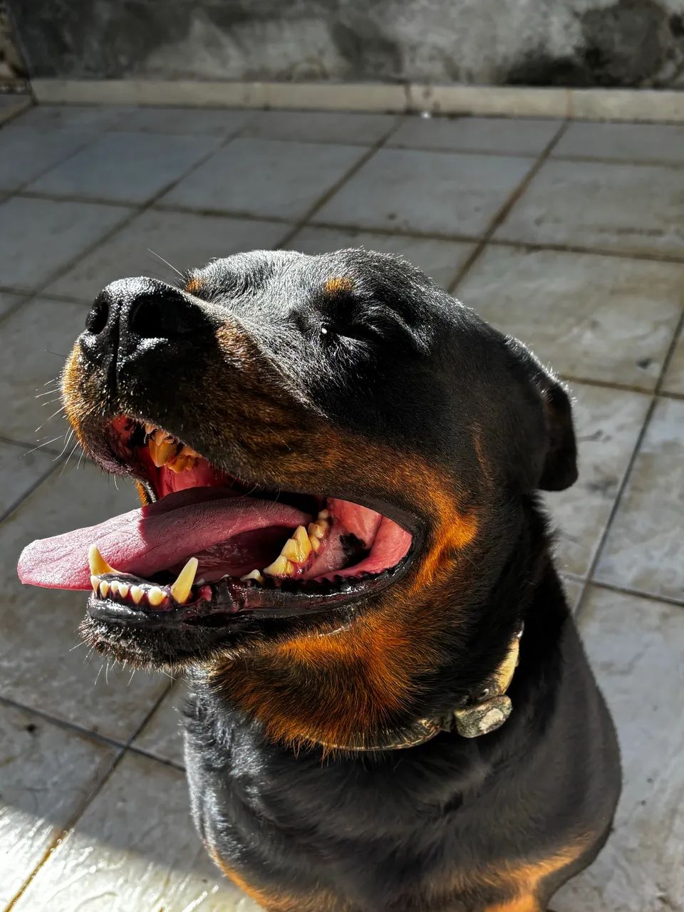 Rottweiler procura um lar 