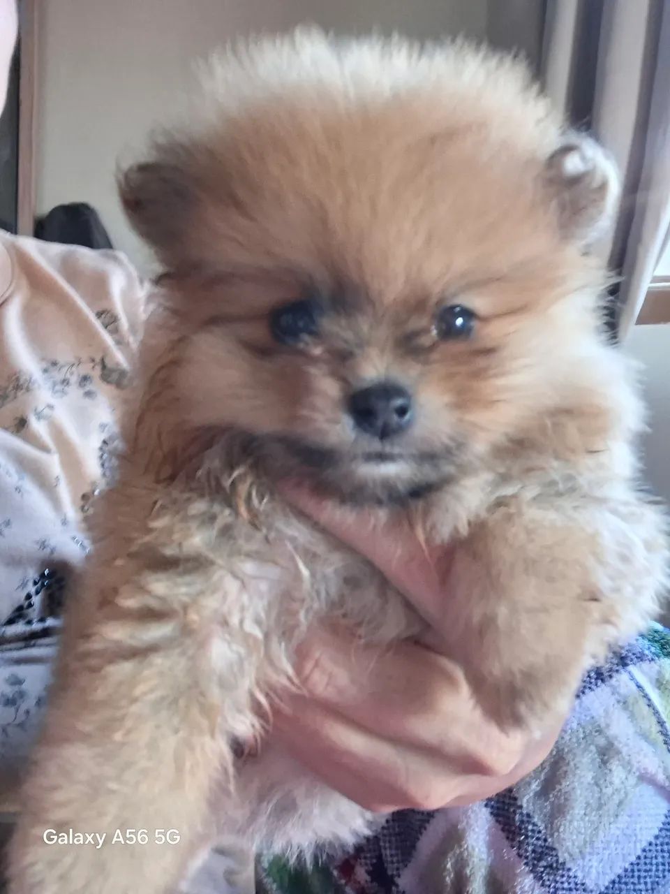 Lulu da pomerania  - Foto 2