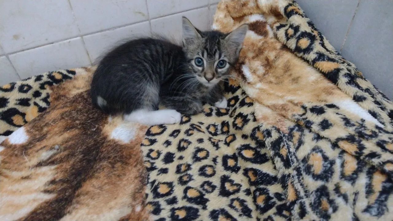 Gatinho para adoção  - Foto 3