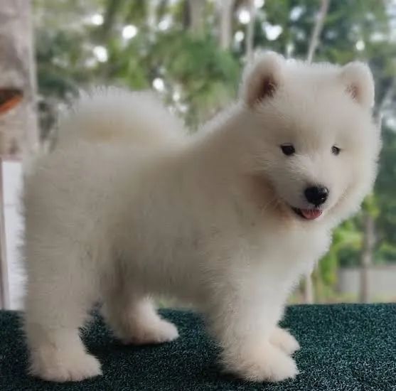 Filhote de samoieda - Foto 2