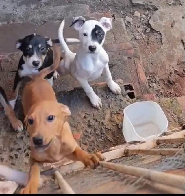 Filhotes de cachorro