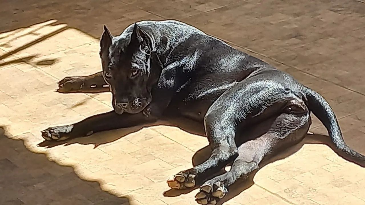Filhote de PRESA CANÁRIO  - Foto 4